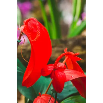 Natural Anthurium 